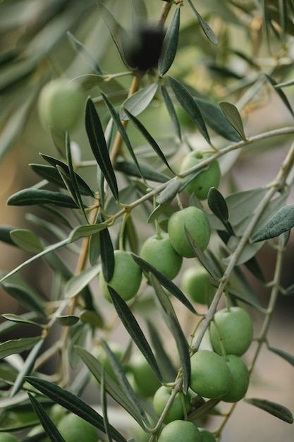 Foto olijven en olijfolie die op een groene achtergrond drijven