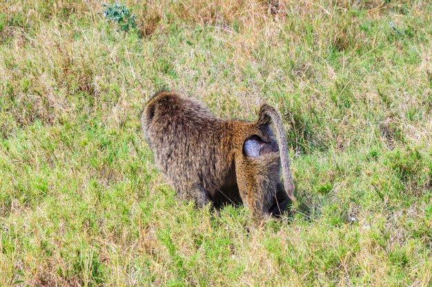 Olive Baboon Papio anubis eating flowers in savanna in Serengeti national park Tanzania