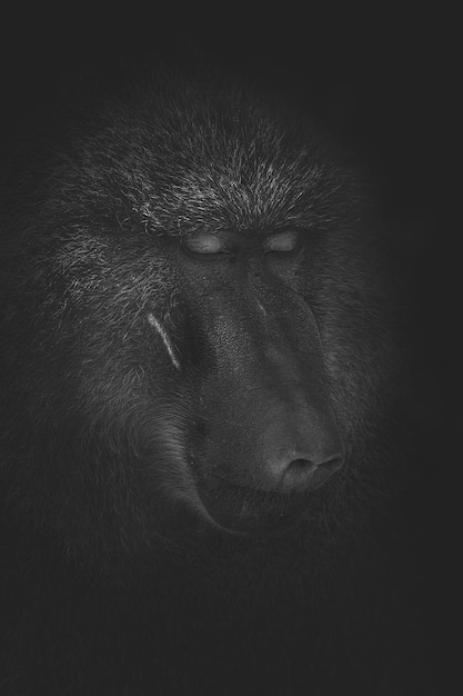 Olive baboon Papio anubis