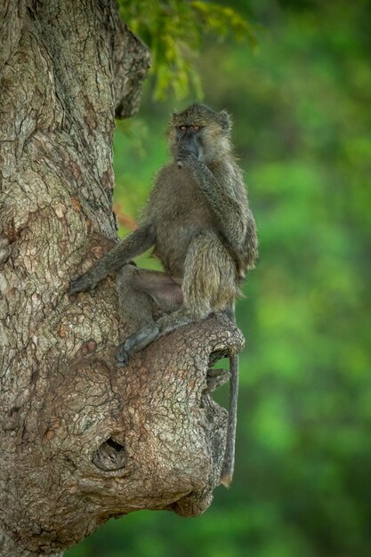 Foto il babbuino dell'oliva si siede nella bocca che copre l'albero