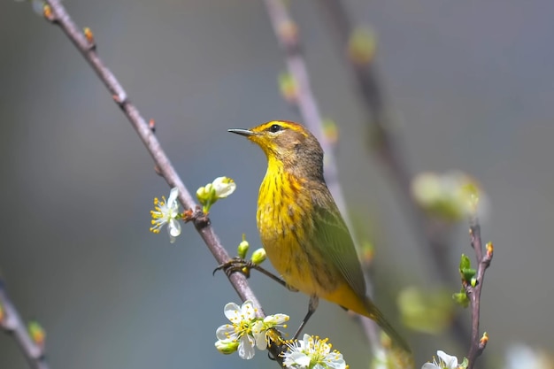 Olive back sunbird close-up shot