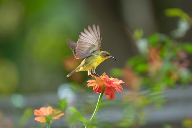 꽃에 올리브 백업 Sunbird