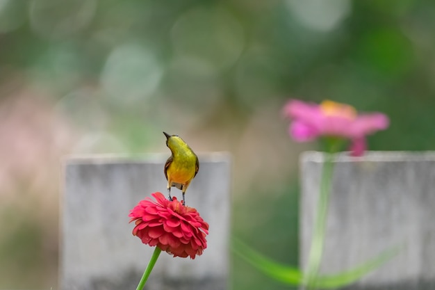 Olive backed Sunbird on flower