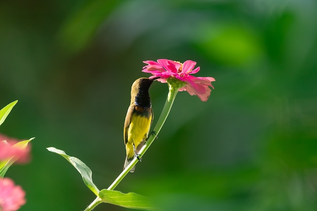 Olive backed Sunbird on flower