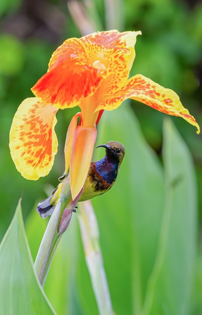 Sunbird sostenuto da oliva sul fiore arancio