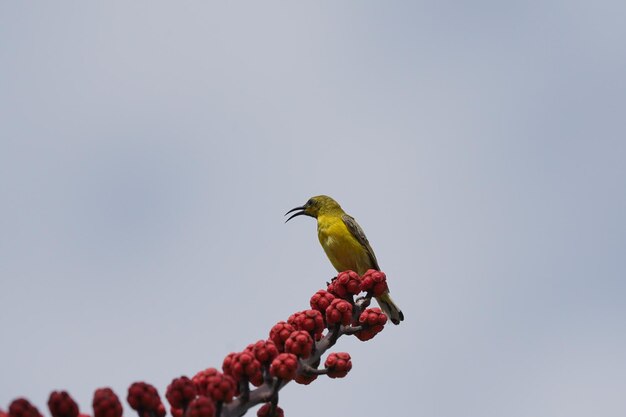 the olive backed sunbird on a red flower