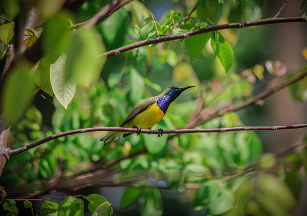 Photo olive-backed sunbird on a tree