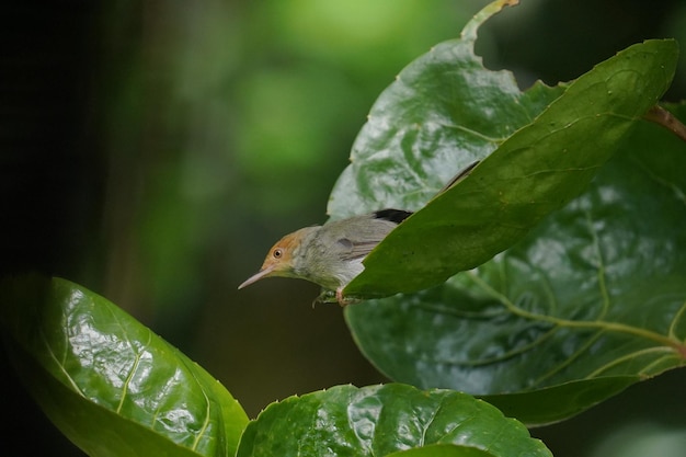 Птица-портной с оливковой спинкой отдыхает на зеленых листьях