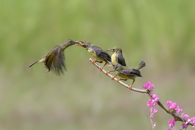 Olive backes sunbird  is feeding its chicks