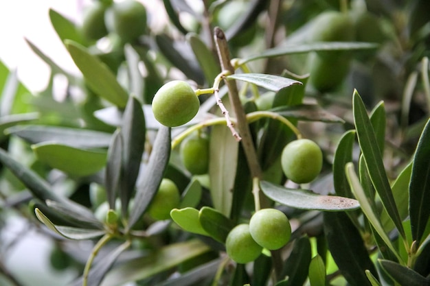 Olive branch closeup view