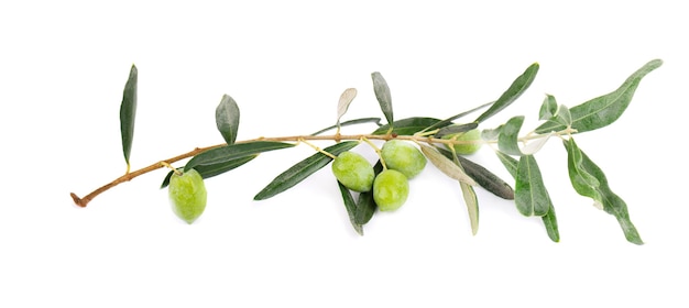 Оливковая ветвь, изолированные на белом фоне. Зеленые оливки с листьями.
