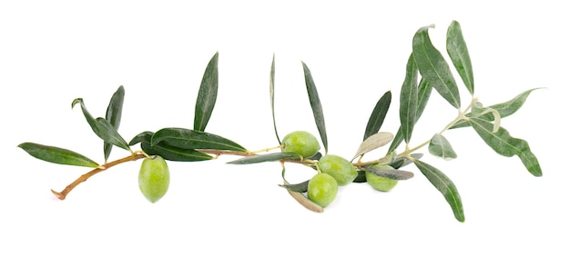 Olive branch isolated on white background green olives with leaves