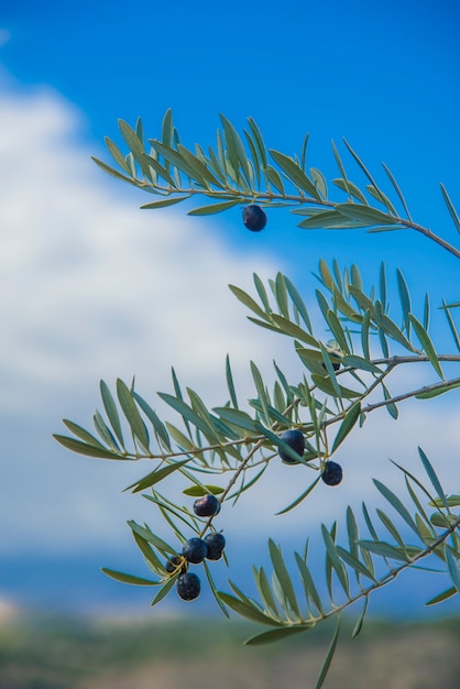 Olive branch in an olive tree