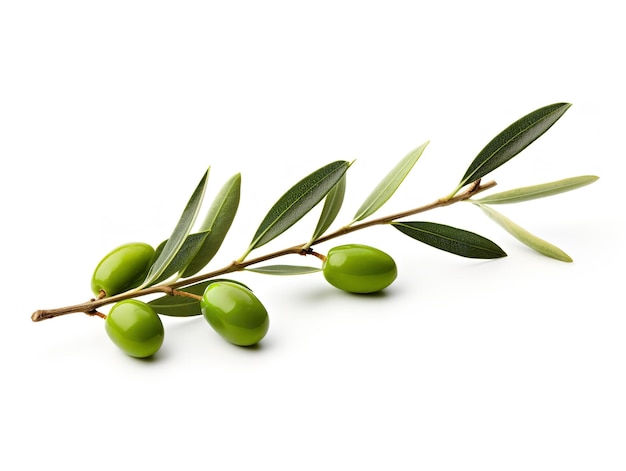 Olive Branch Symbol of Peace and Harmony Isolated on White Background AI Generated