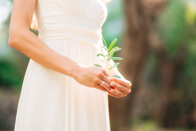 Olive branch in tender female hands