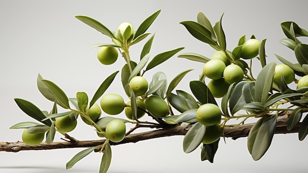 Foto ramo d'olivo con olive verdi su uno sfondo bianco