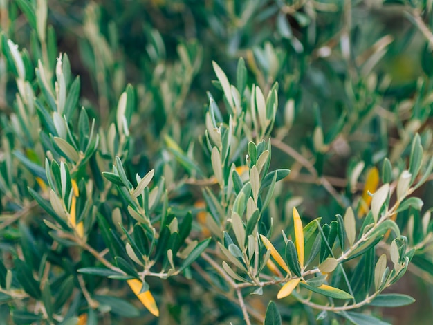 Olive branch with leaves closeup olive groves and gardens