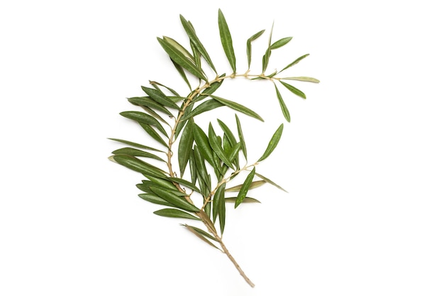 Olive branch with leaves on a white background