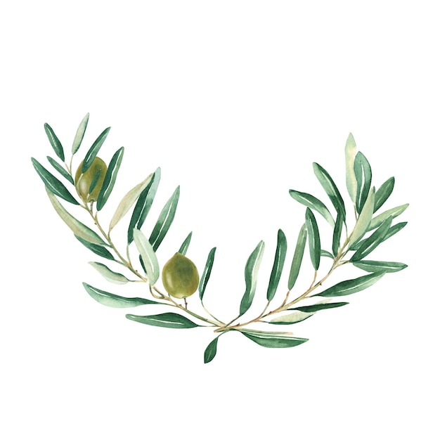 Olive branches bouquet with green olives isolated on white background watercolor hand drawn