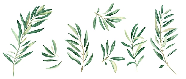 Olive branches set isolated on white background watercolor hand drawn botanical illustration can be