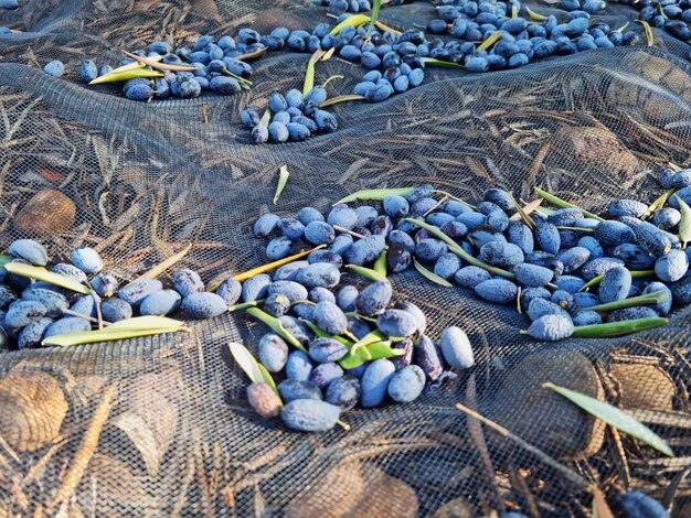 Campagna di raccolta delle olive per la preparazione dell'olio