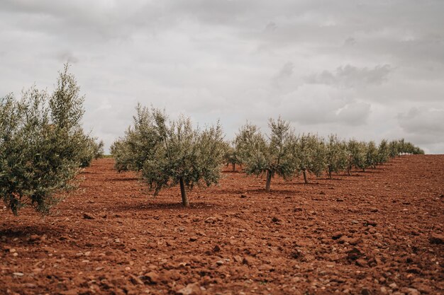 Campo di oliva con olive che crescono sul terreno bagnato in una giornata nuvolosa