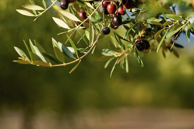 Olive fruits on a branch