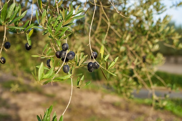 Frutti di oliva su un ramoscello coltivato sull'olivo