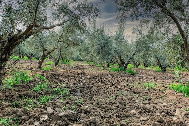 Olive grove field recently tilled