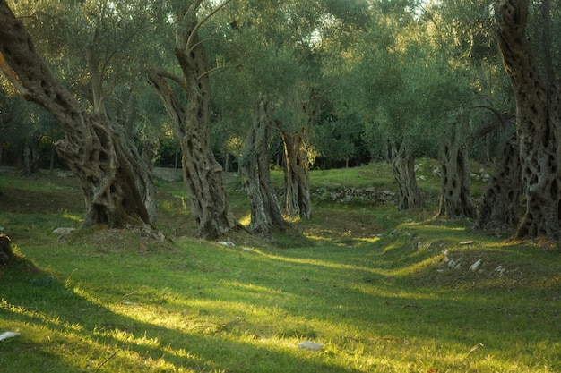 Оливковая роща со старыми деревьями, заходящее солнце освещает стволы и кроны.