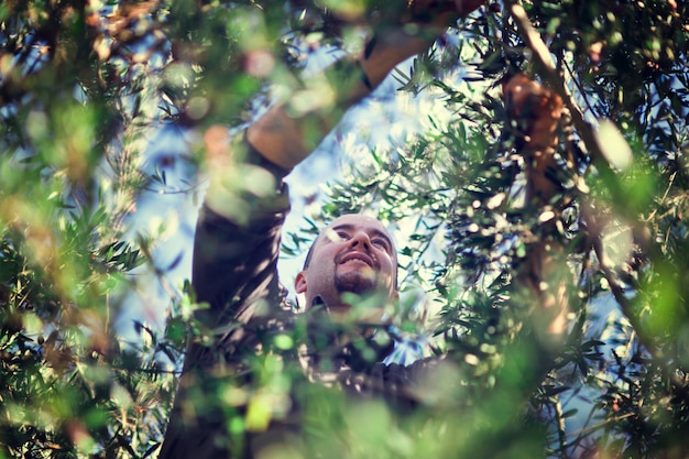 Olive harvest