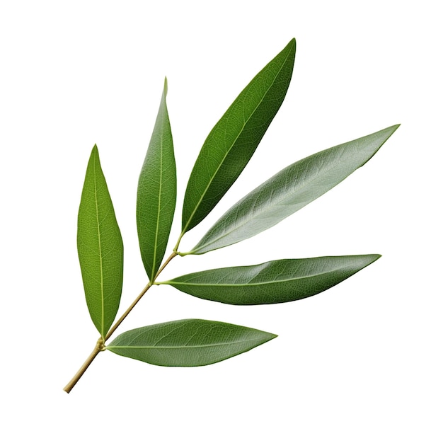 Olive Leaf isolated on background with Generative AI