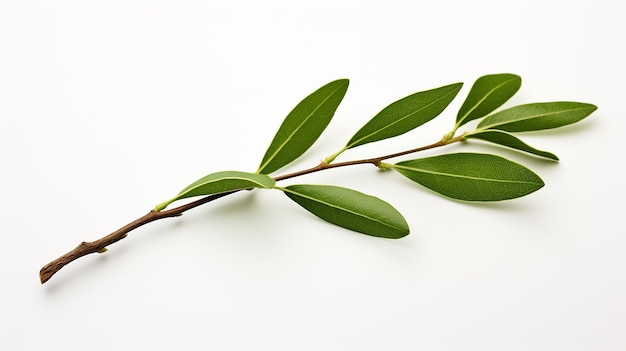 оливковый лист на белом фоне