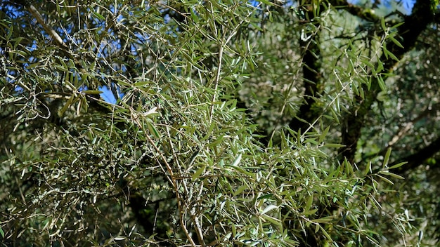 Photo olive leaves in a blue sky