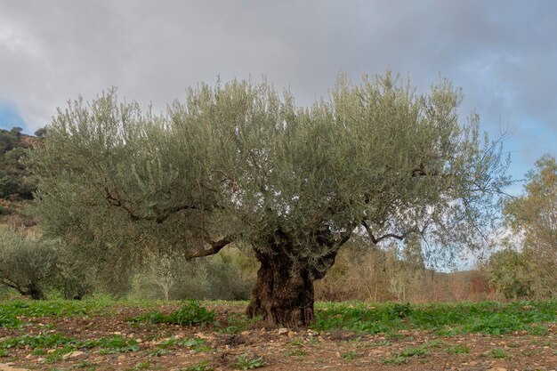 올리브 몬트라 난쟁이 올리브 또는 작은 올리브 Olea europaea 말라가 스페인