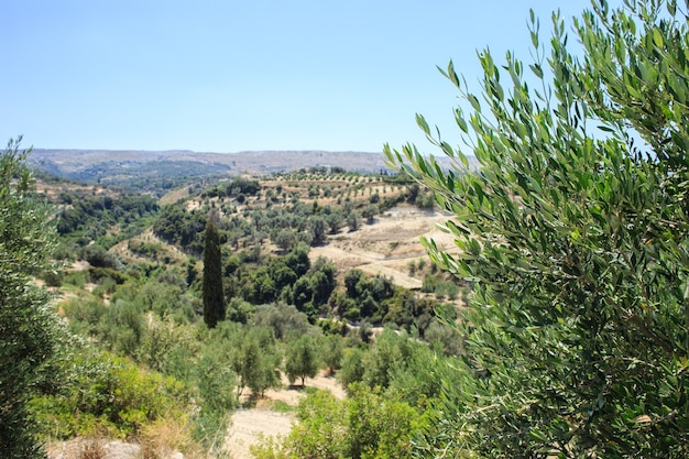 Olive plantation in Crete