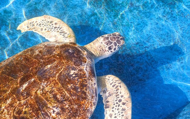 オリーブ・リドリー・タートルが海洋水族館保護センターの青い池で泳いでいます