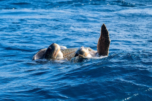 Olive ridley zeeschildpadden of Lepidochelys olivacea voeren paringsritueel uit