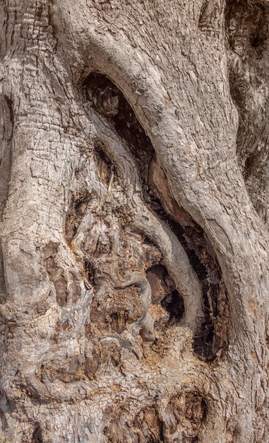 Кора оливкового дерева