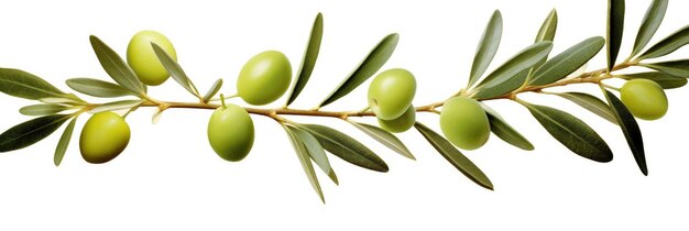 Olive tree branch green olives and leaves on white background