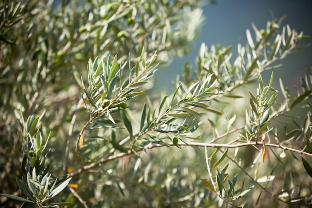 Olive tree branch. Horizontal filtered image