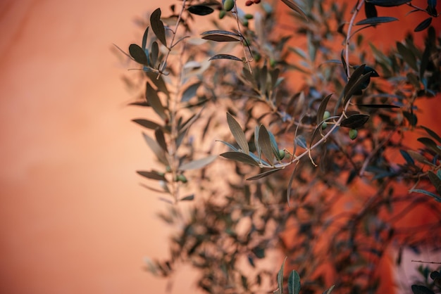 Olive tree branches at terracotta plaster wall background in rome italy