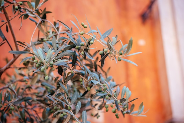 Ветви оливкового дерева на фоне стены из терракотовой штукатурки в риме, италия