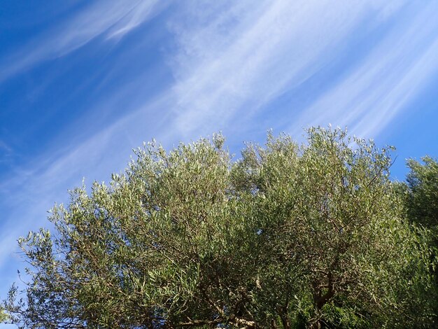 Photo olive tree branches with beautiful natural light and blue sky in background olive leaves blooming