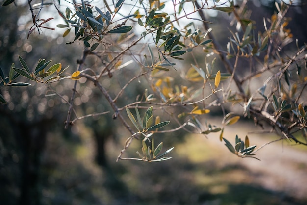 녹색 잎이 있는 올리브 나무 가지 지중해 농업 개념 이미지