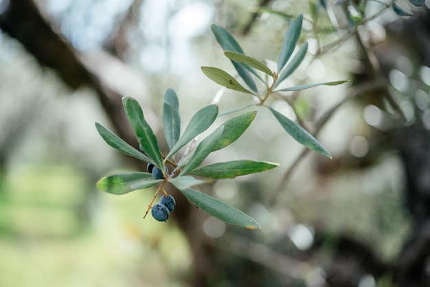 Foto rami di olivo con foglie verdi e frutti di oliva agricoltura mediterranea concetto immagine