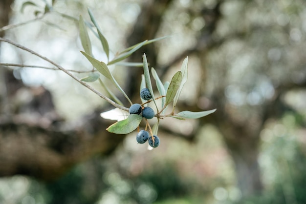 Olive tree branches with green leaves and olive fruits mediterranean agriculture concept image