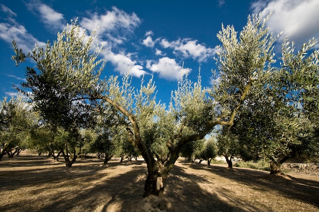 Оливковое дерево в сельской местности