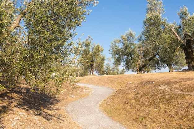 Olive tree cultivation in Italy Organic outdoor plantation in rural scenery location