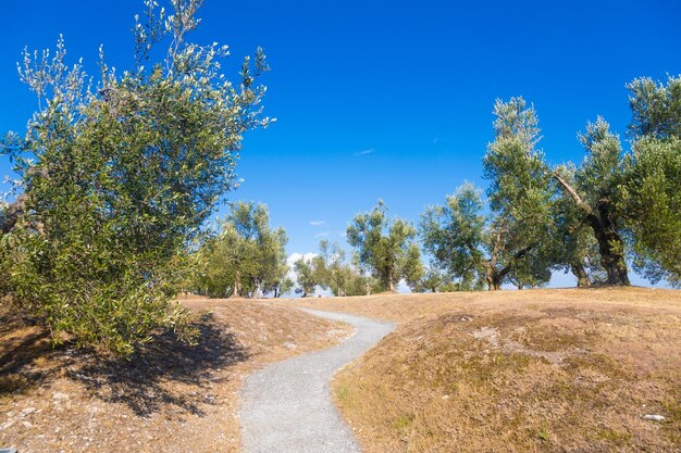 Olive tree cultivation in Italy Organic outdoor plantation in rural scenery location